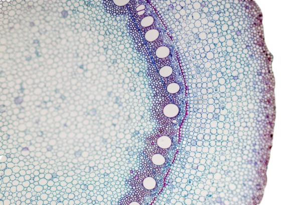 Cell structure background